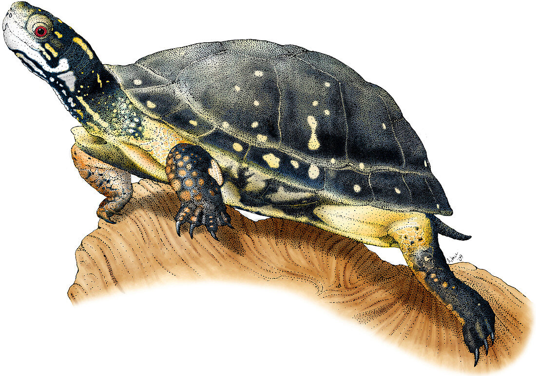 Spotted Turtle,Illustration
