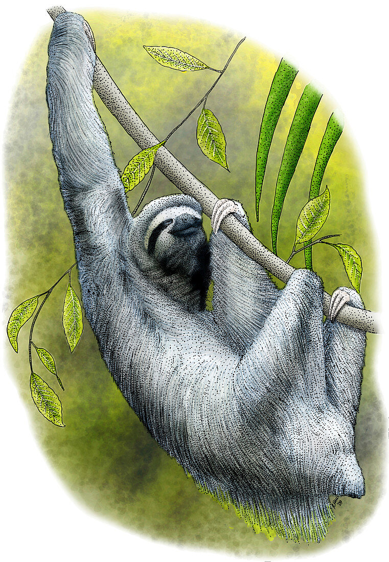 Three-toed Sloth,Illustration