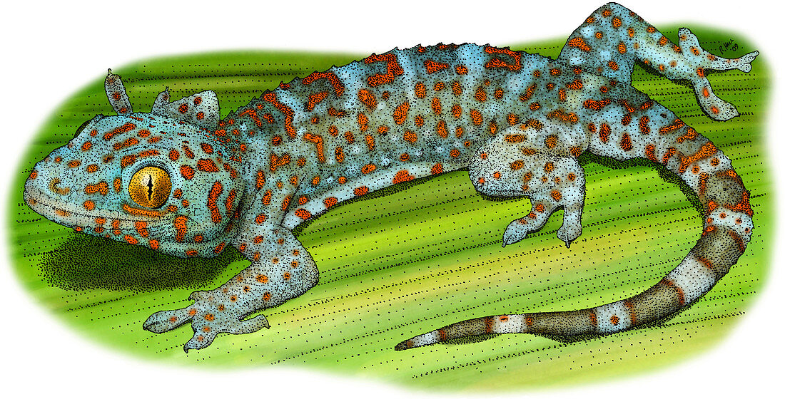 Tokay Gecko,Illustration