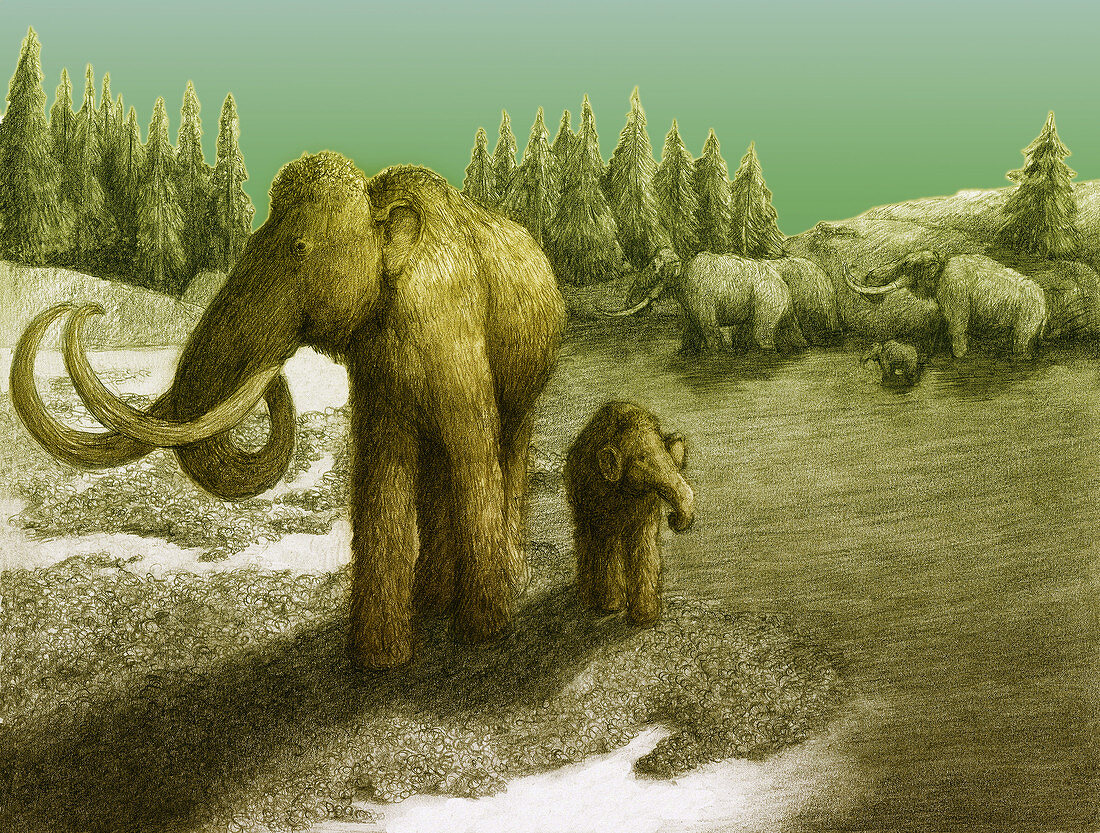 Mammoths,Illustration