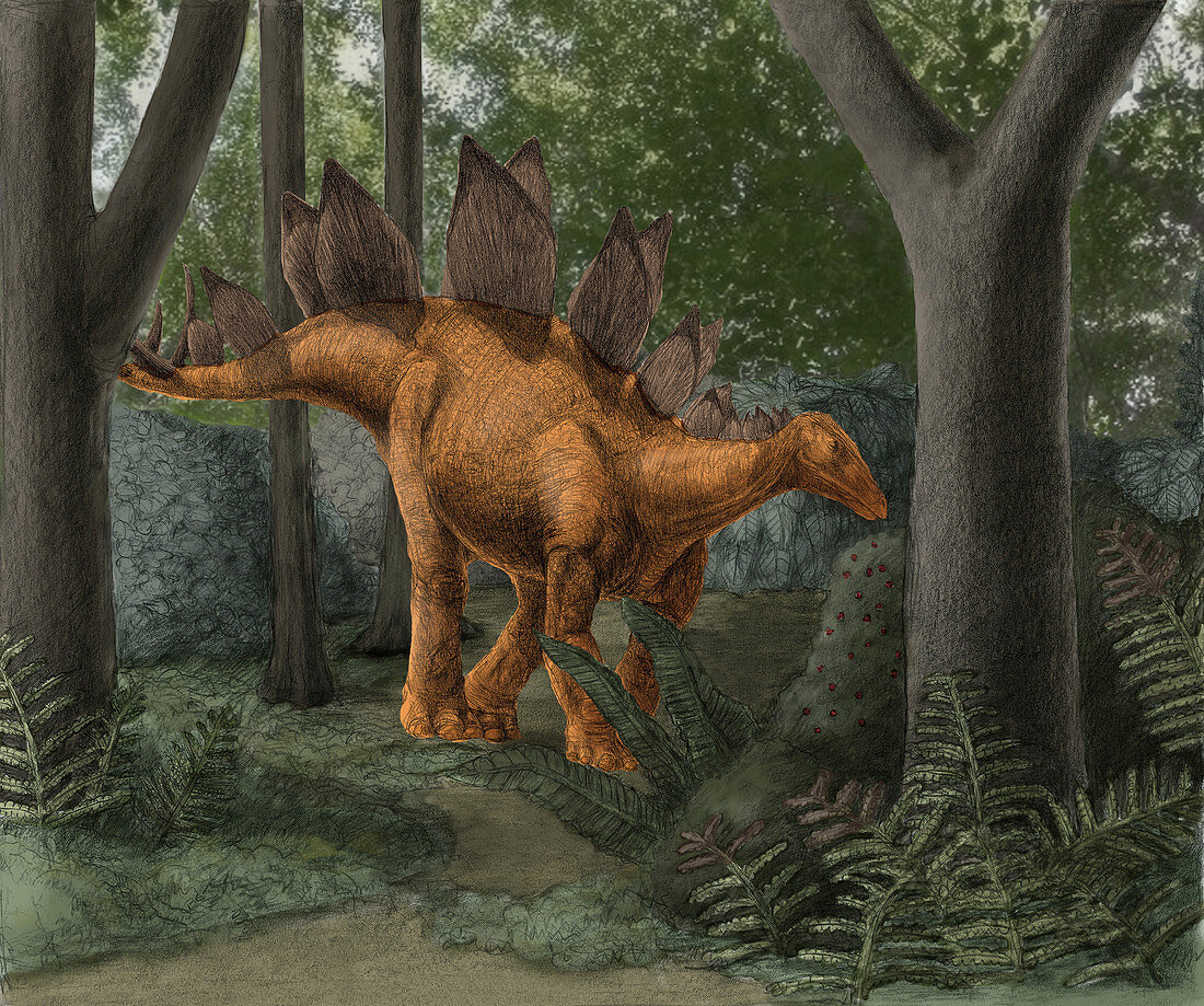 Stegosaurus,Illustration