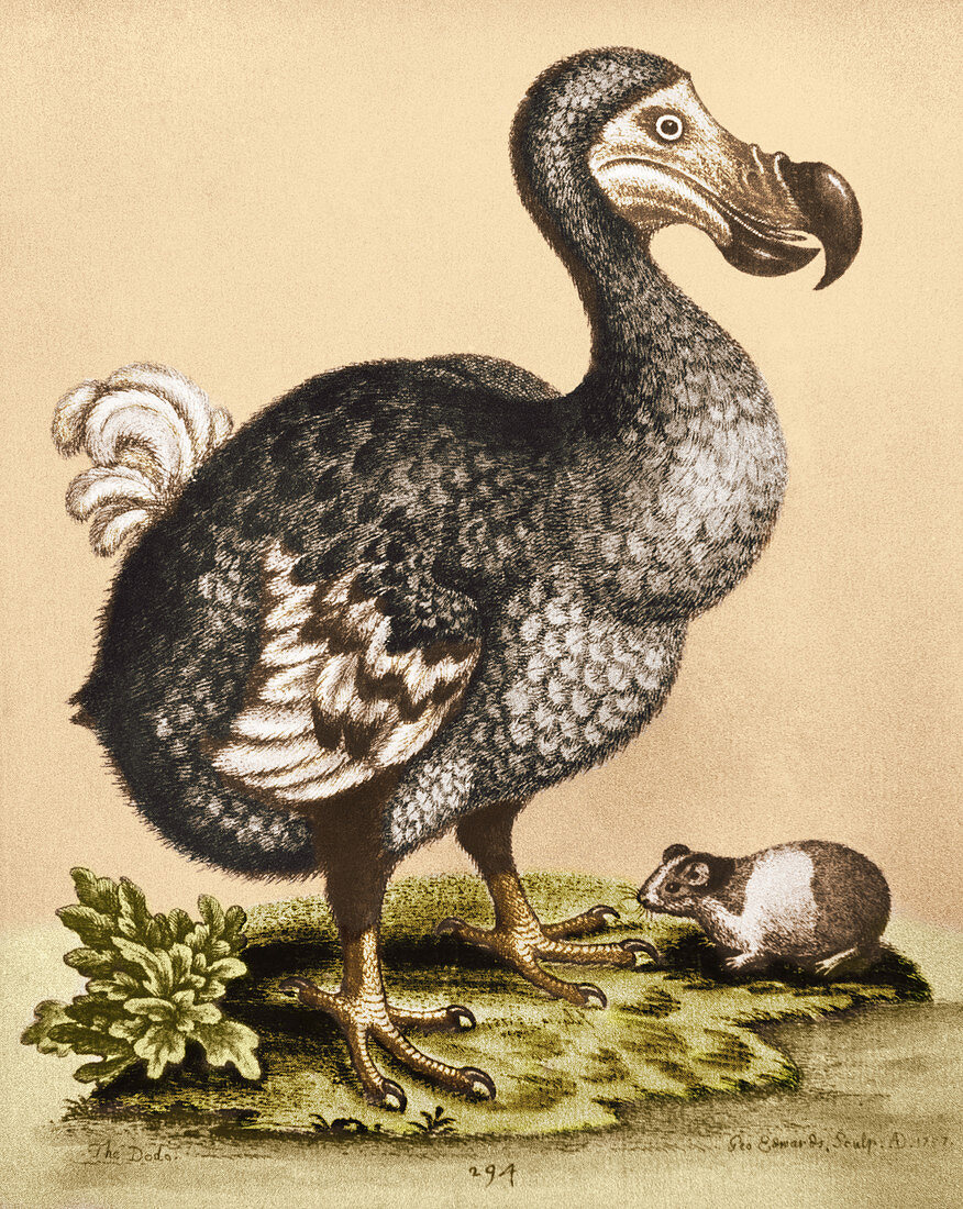 Dodo,Illustration