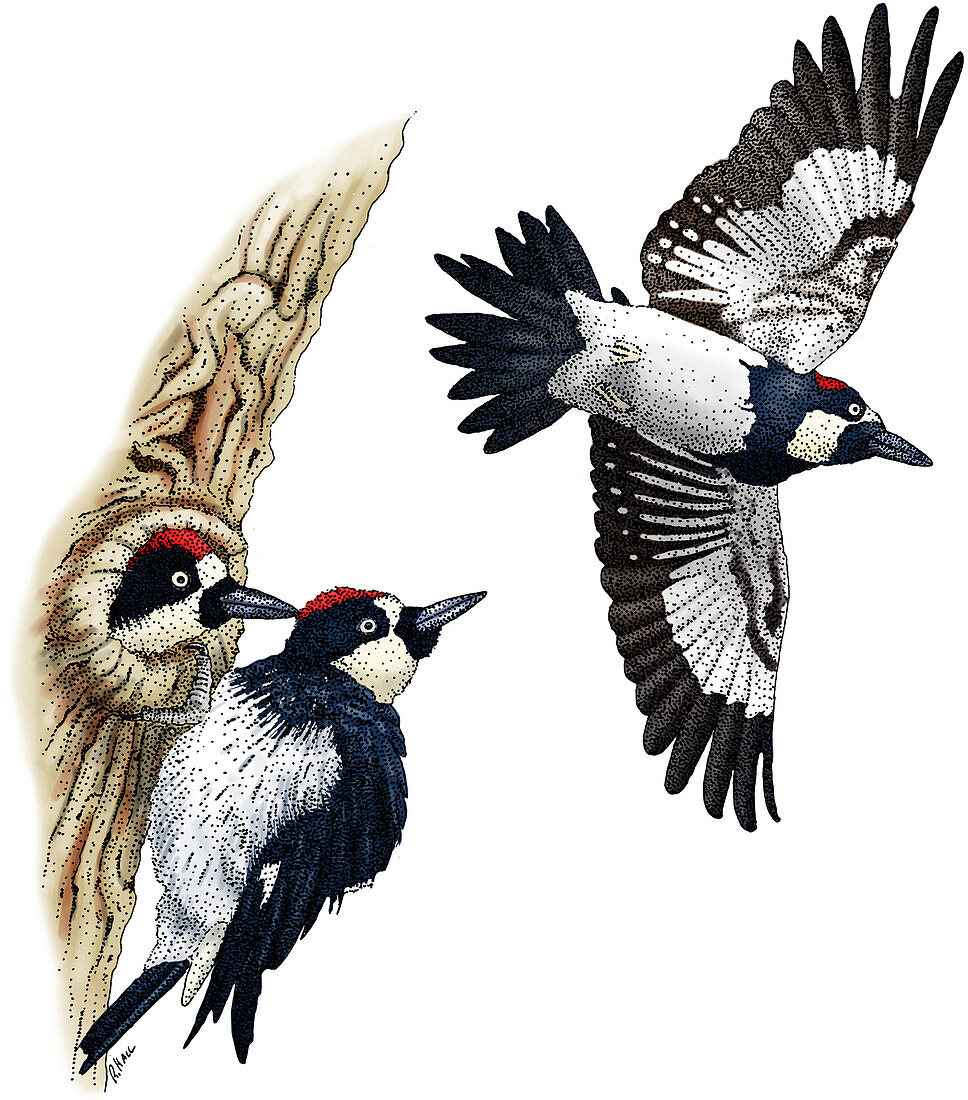 Acorn Woodpeckers,Illustration
