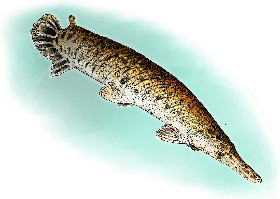 Alligator Gar,Illustration