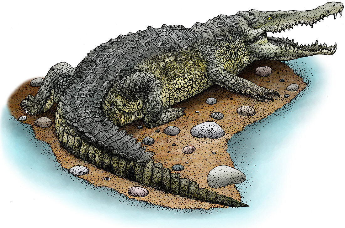 American Crocodile,Illustration