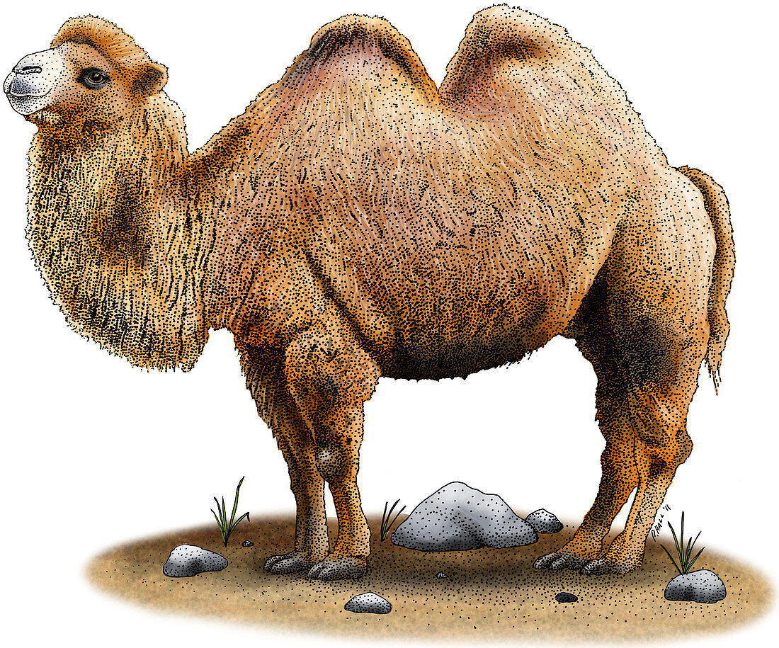 Bactrian Camel,Illustration