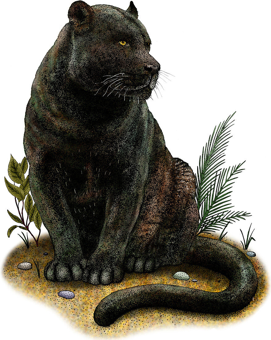 Black Panther,Illustration