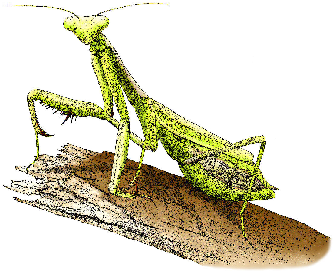 California Praying Mantis,Illustration