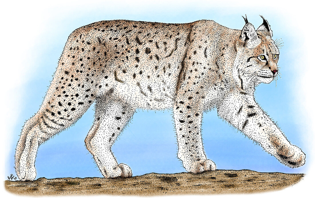 Canadian Lynx,Illustration