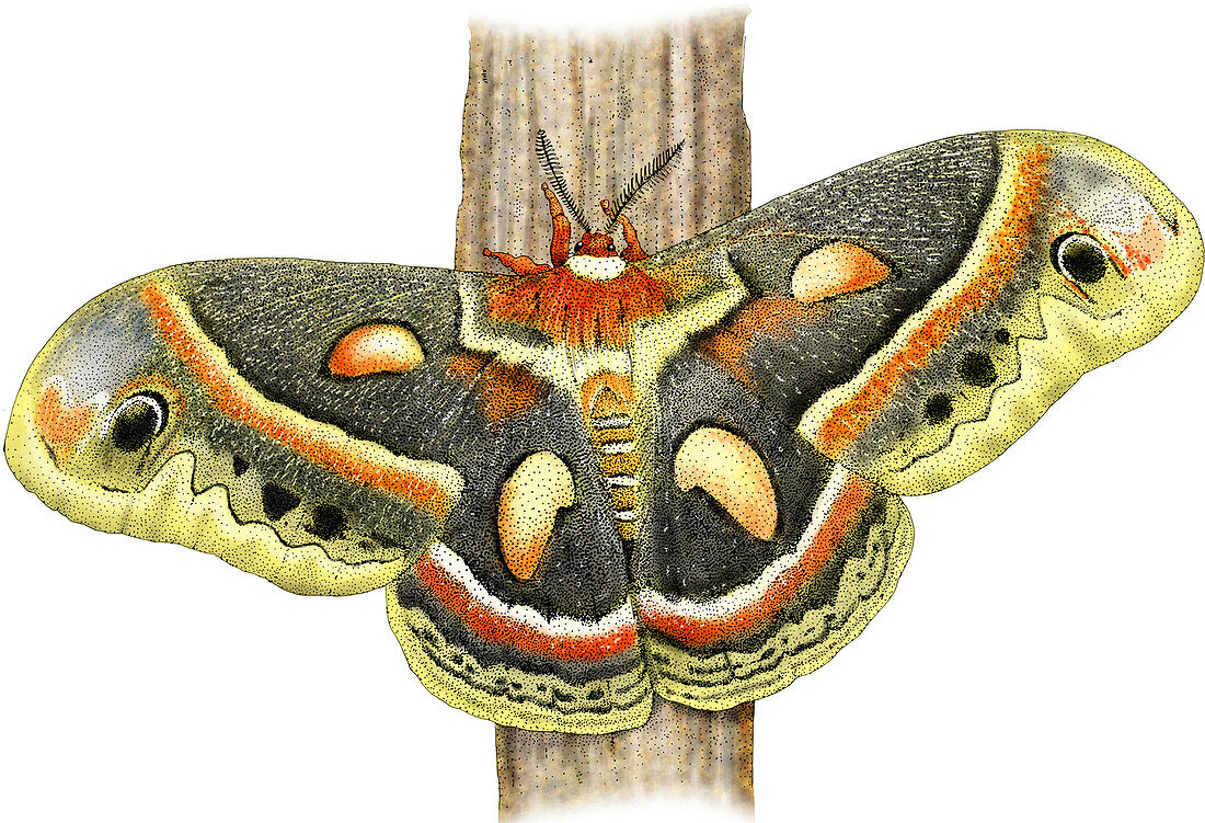 Cecropia Moth Caterpillar,Illustration