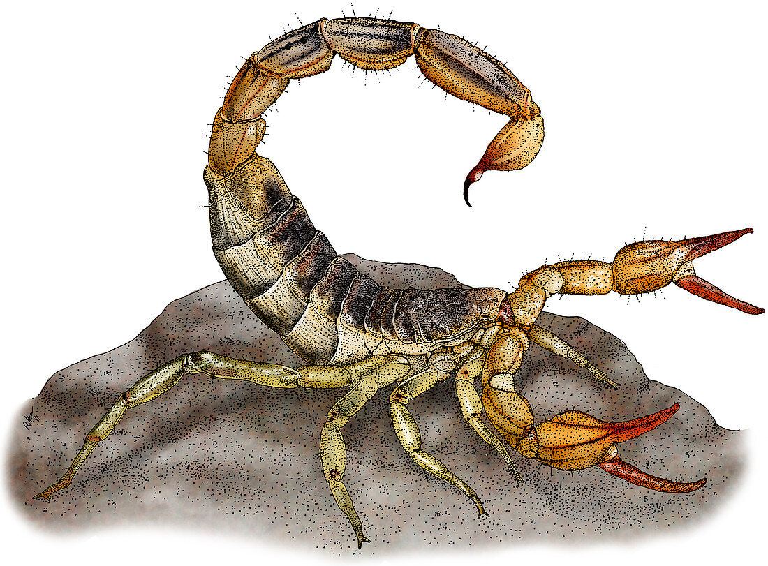Common California Scorpion,Illustration