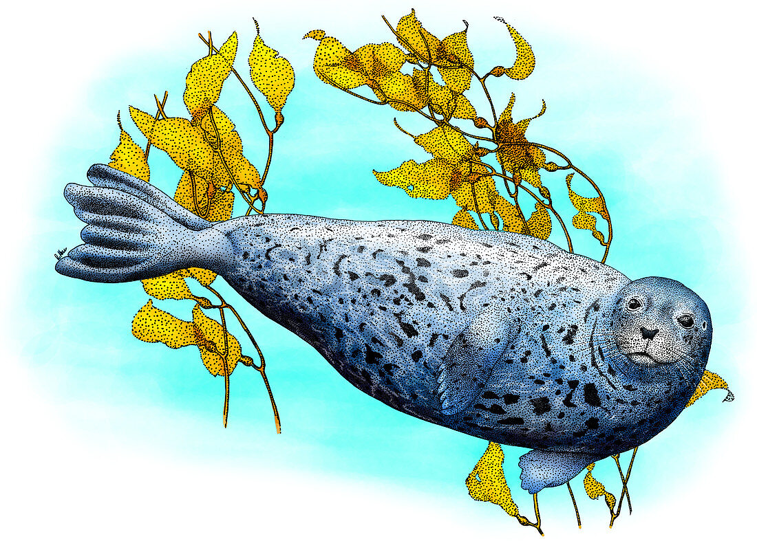 Common harbour Seal,Illustration
