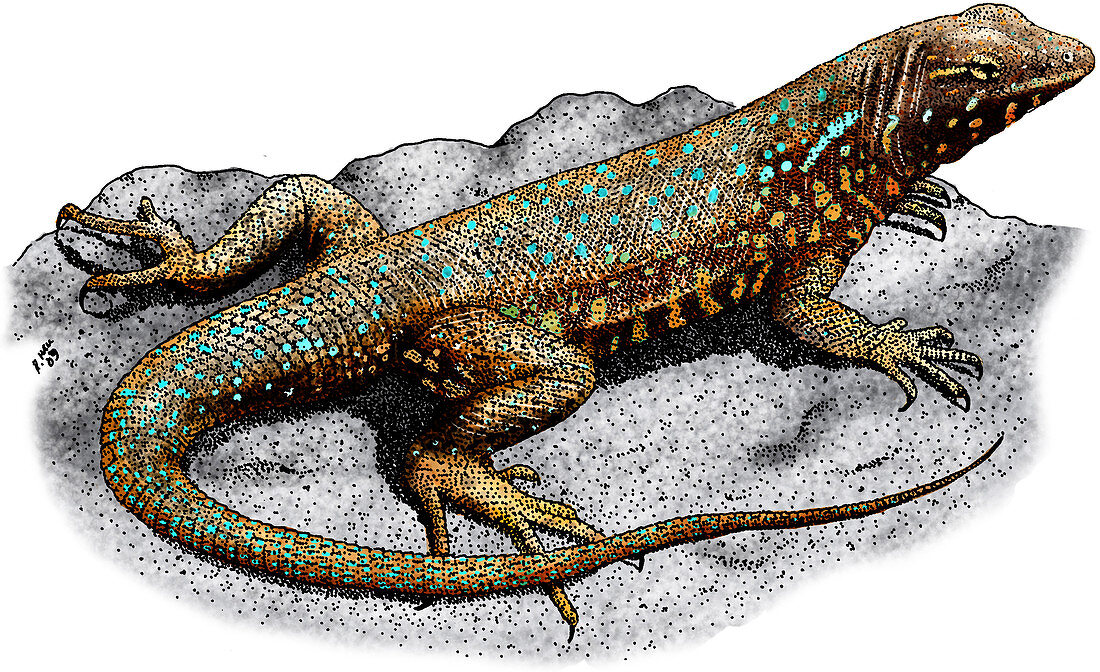 Common Side-Blotched Lizard,Illustration