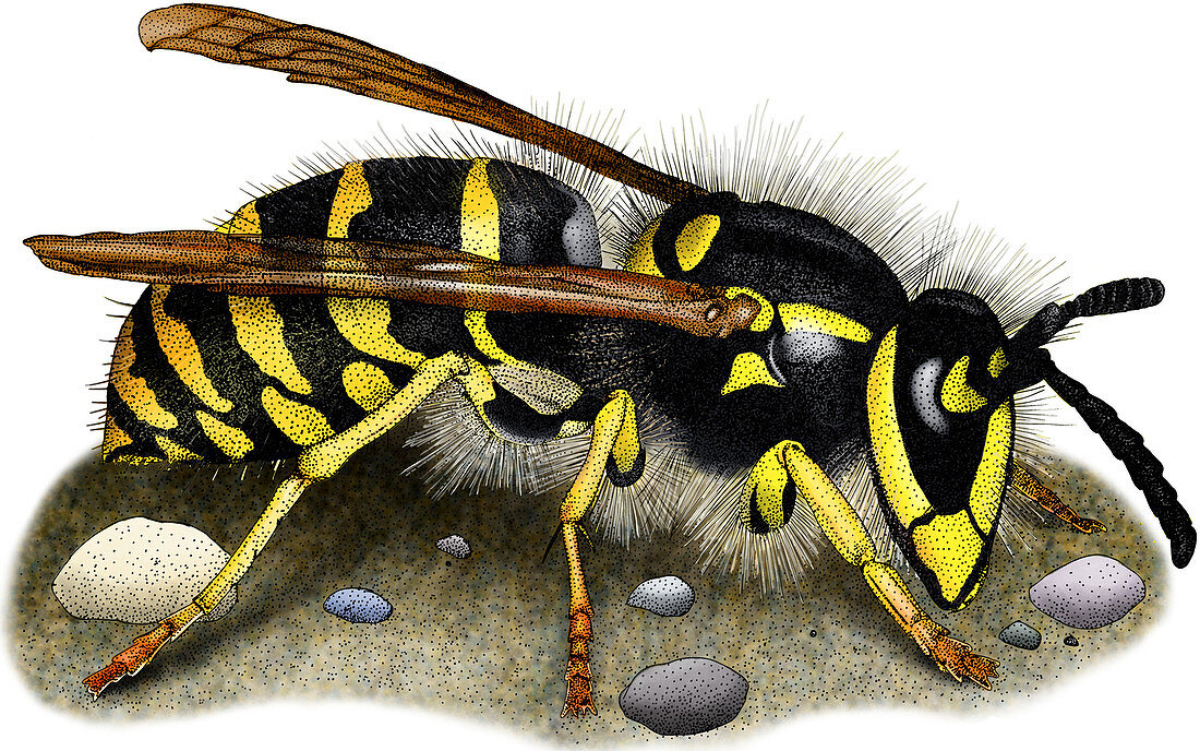 Common Yellow Jacket Wasp,Illustration