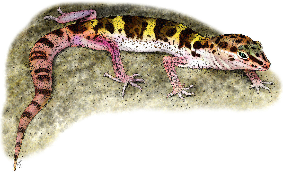 Desert Banded Gecko,Illustration