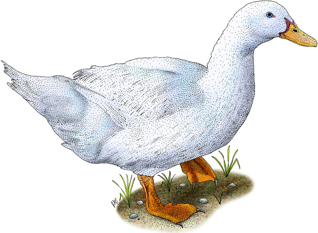 Domestic Duck,Illustration