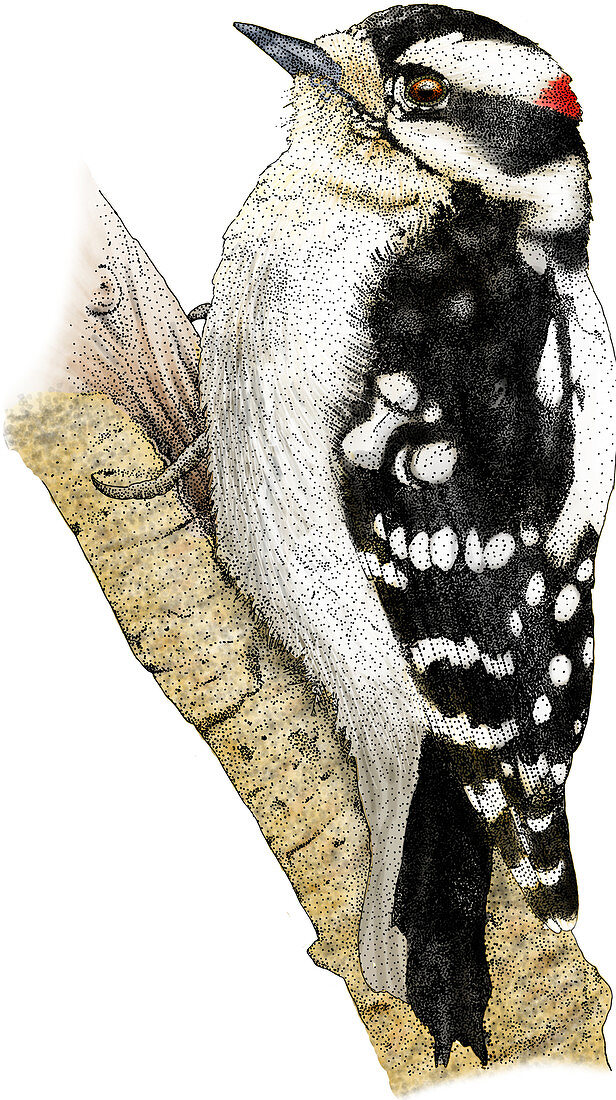 Downy Woodpecker,Illustration