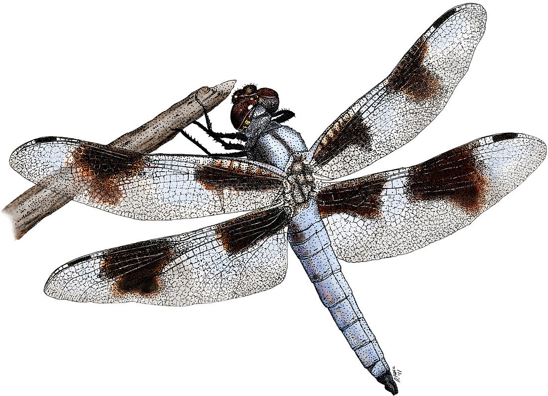 Skimmer Dragonfly,Illustration