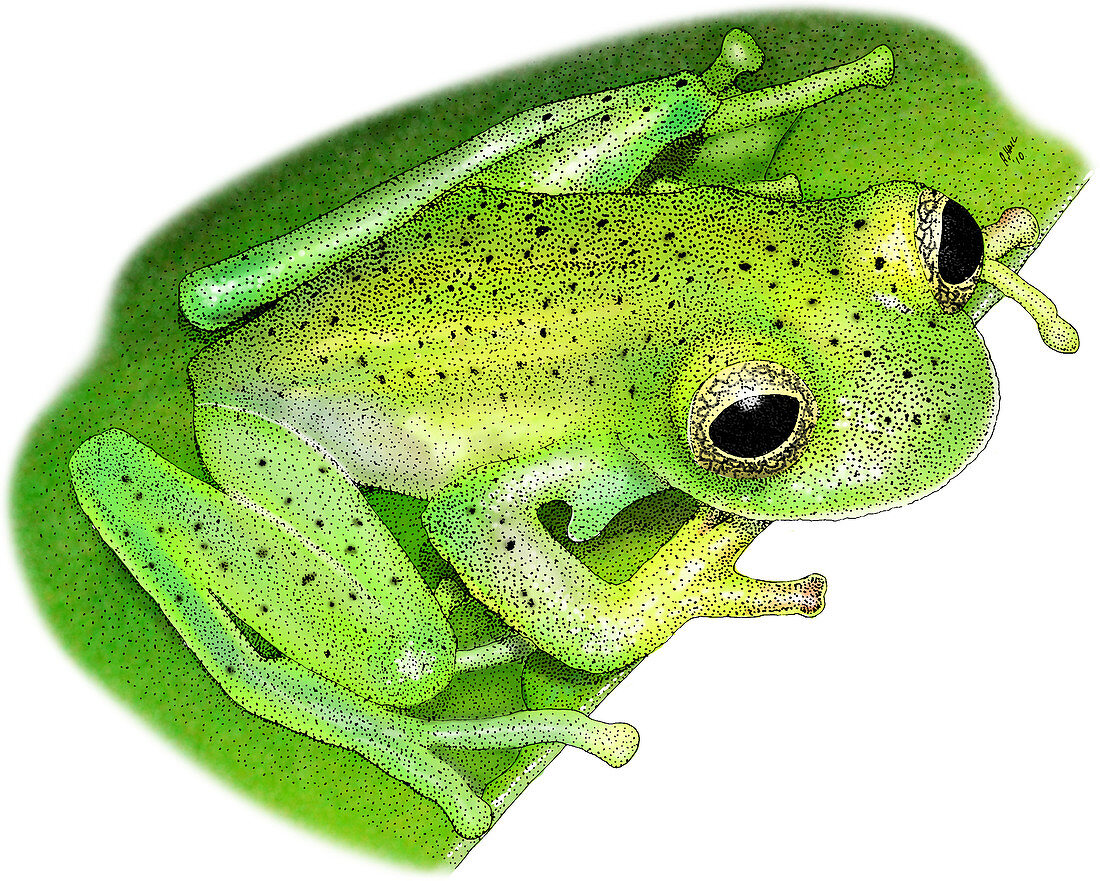 Emerald Glass Frog,Illustration