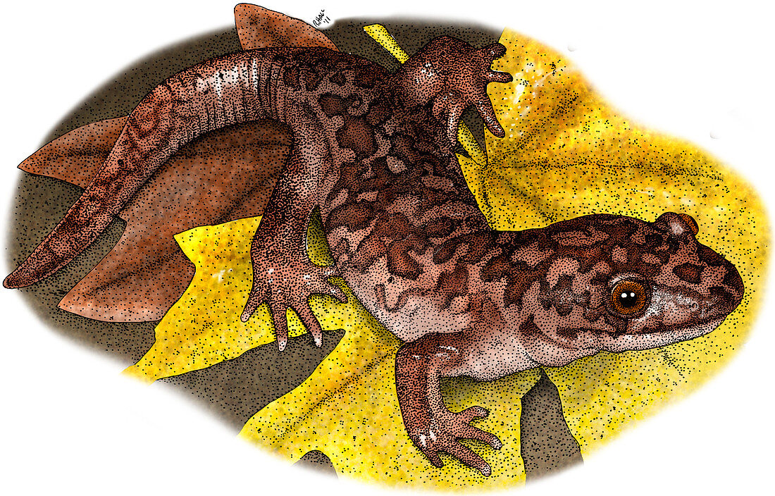 Giant Pacific Salamander,Illustration
