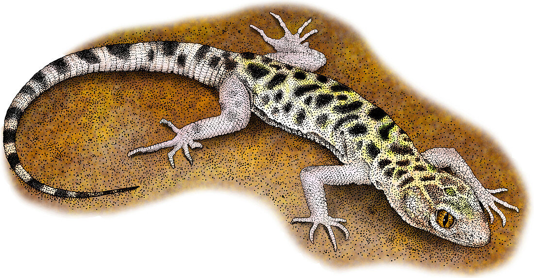 Granite Night Lizard,Illustration