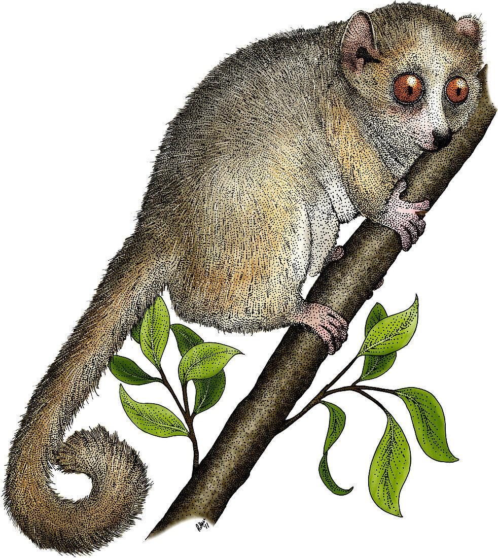 Gray Mouse Lemur,Illustration