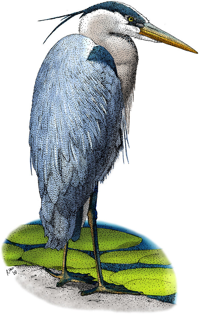 Great Blue Heron,Illustration