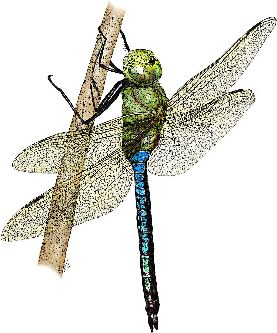 Green Darner Dragonfly,Illustration