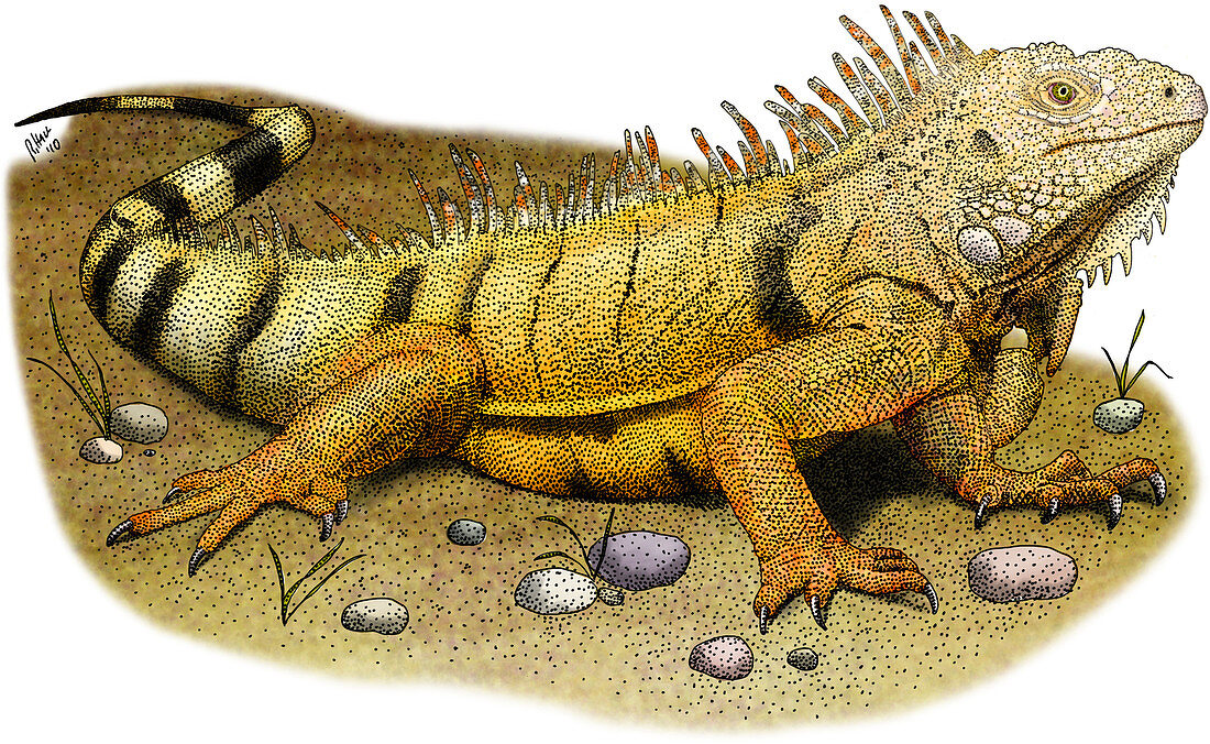 Green Iguana,Illustration
