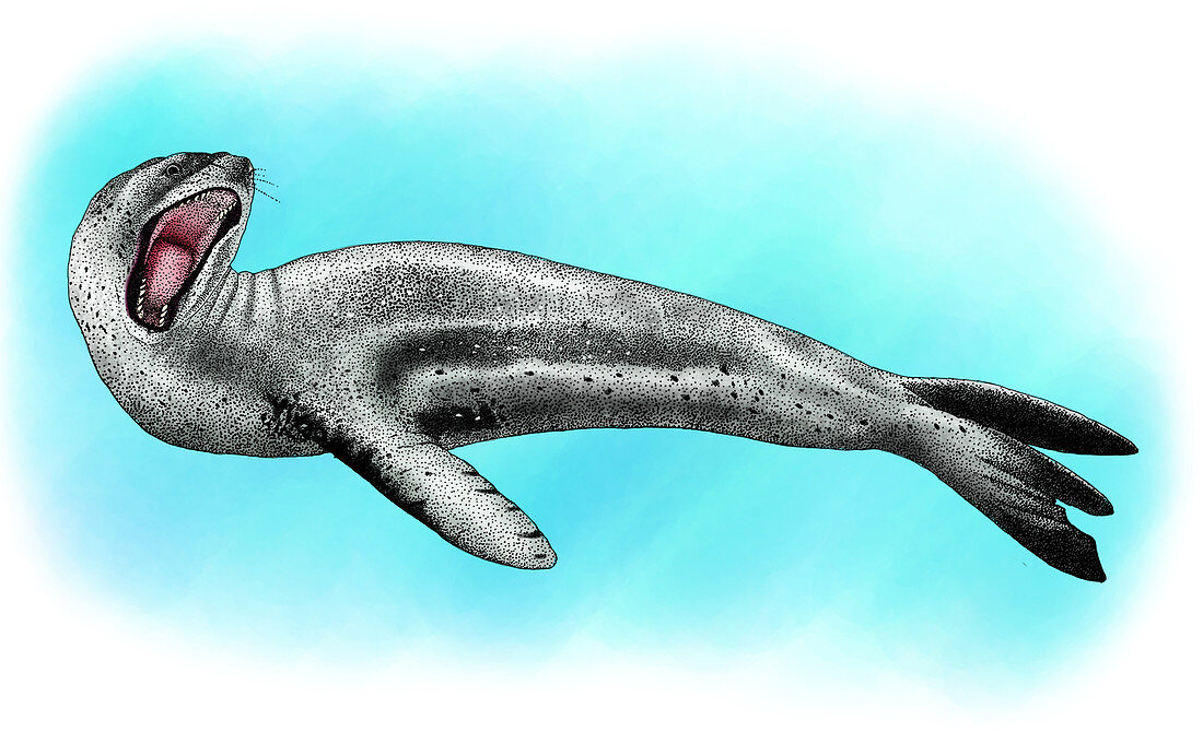 Leopard Seal,Illustration