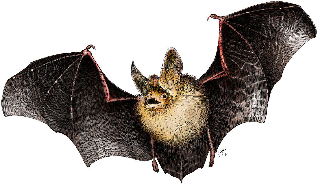 Long-Eared Bat,Illustration