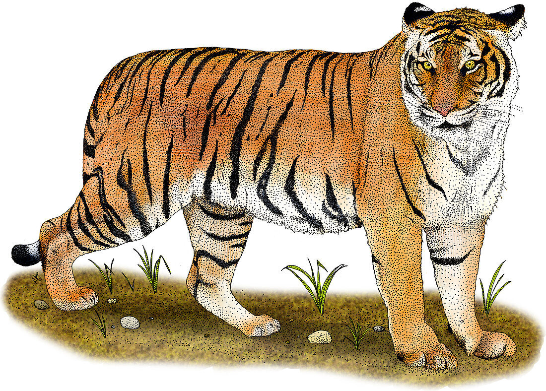 Malayan Tiger,Illustration