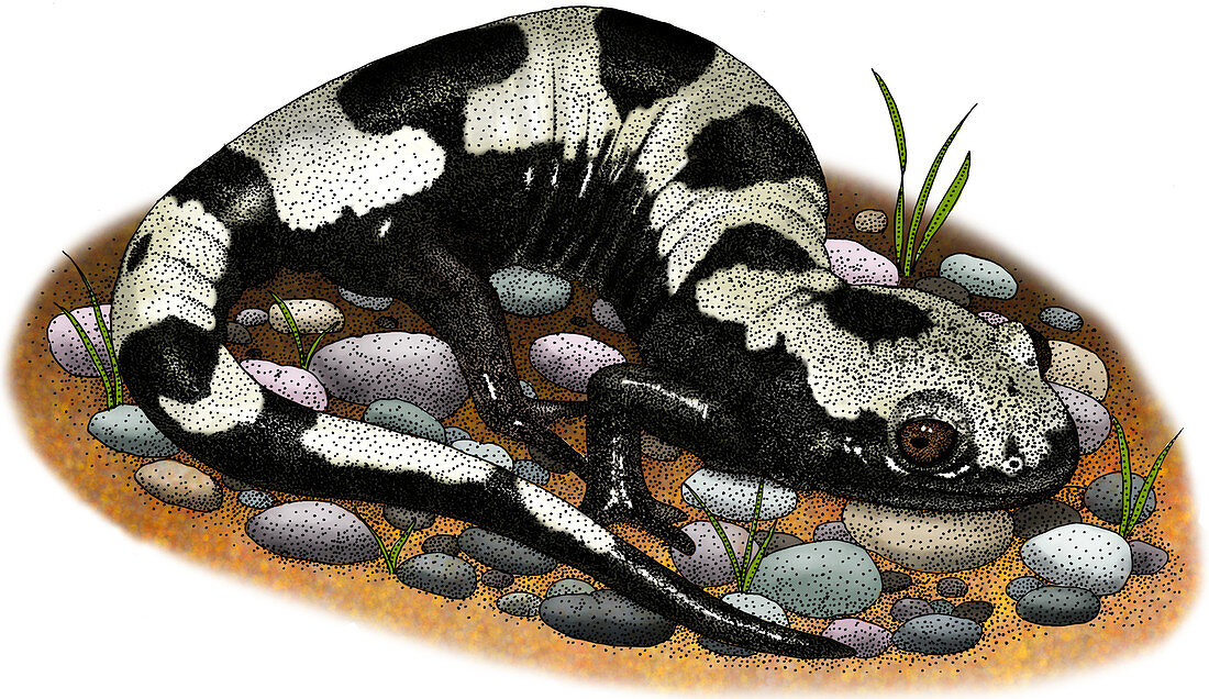 Marbled Salamander,Illustration