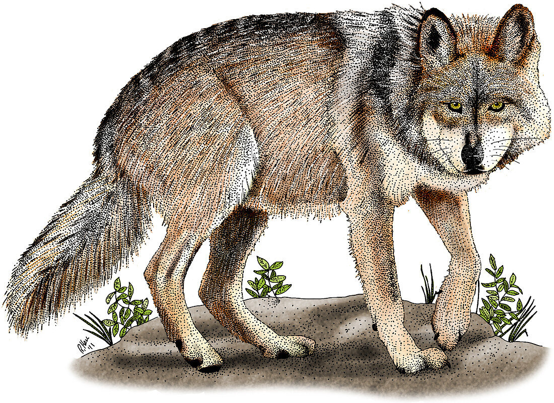 Mexican Wolf,Illustration