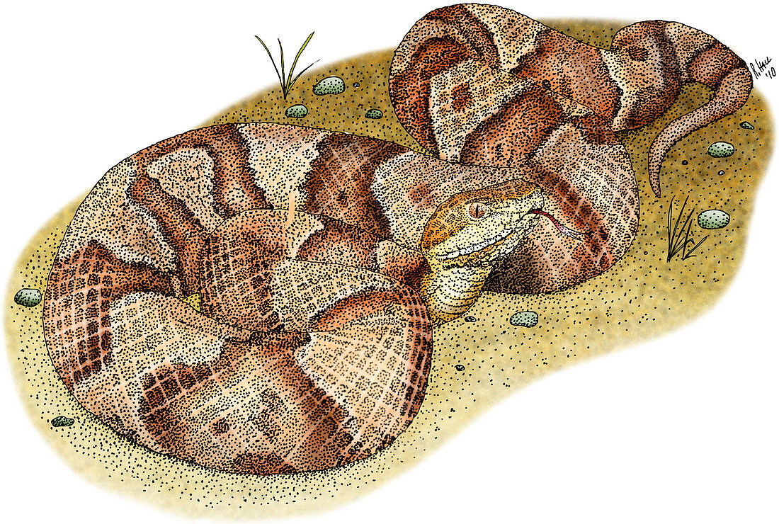 Northern Copperhead Snake,Illustration