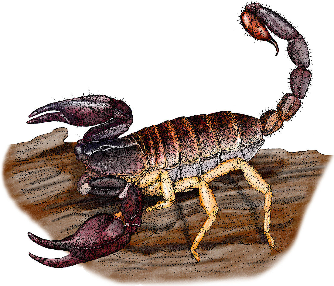 Pacific Forest Scorpion,Illustration