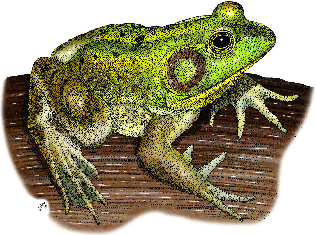 Pig Frog,Illustration