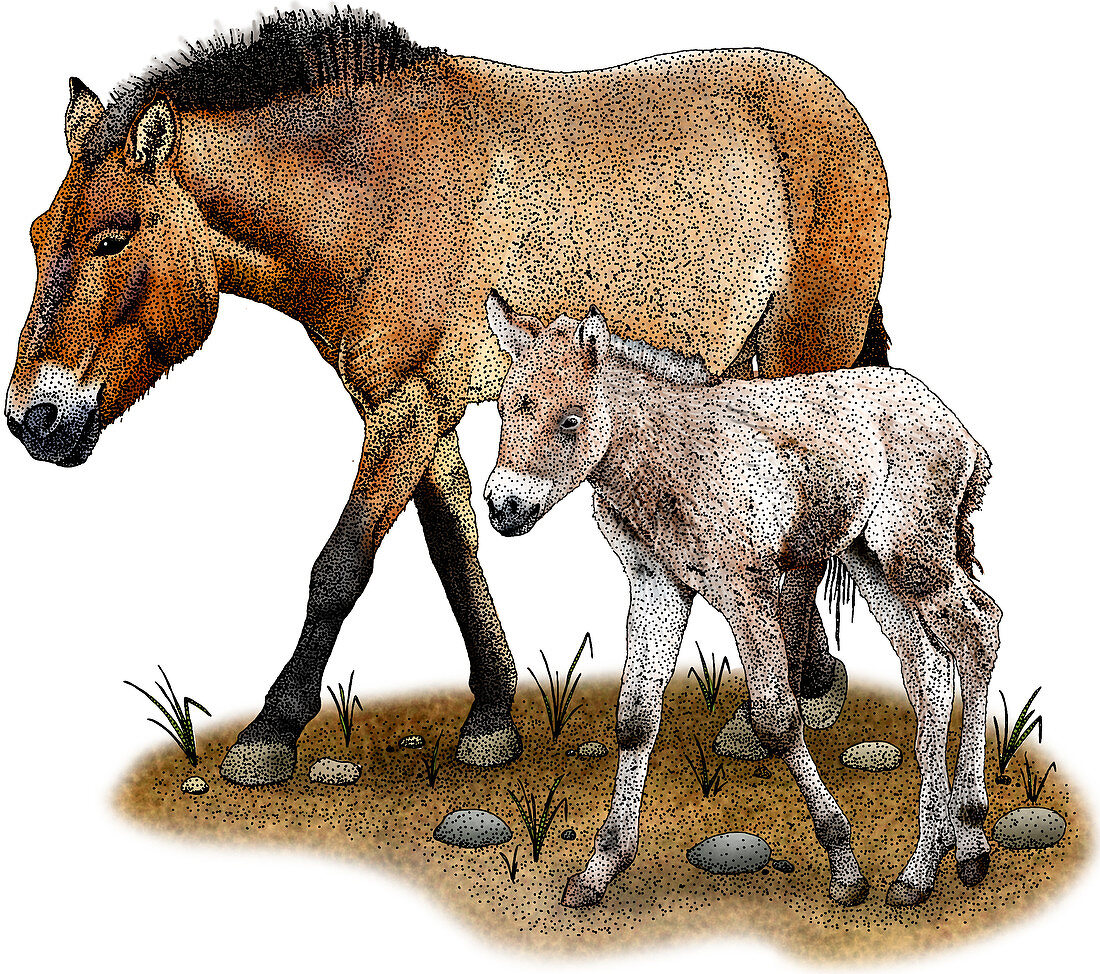Przewalski's Horse and Foal,Illustration