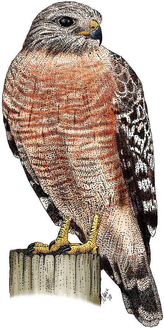 Red-shouldered Hawk,Illustration