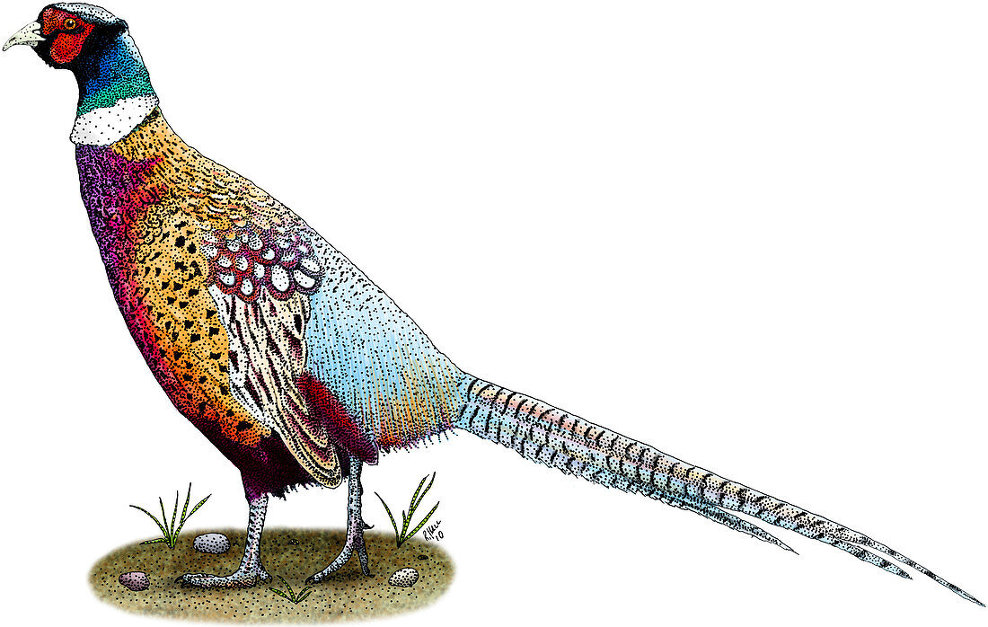 Ring-Necked Pheasant,Illustration