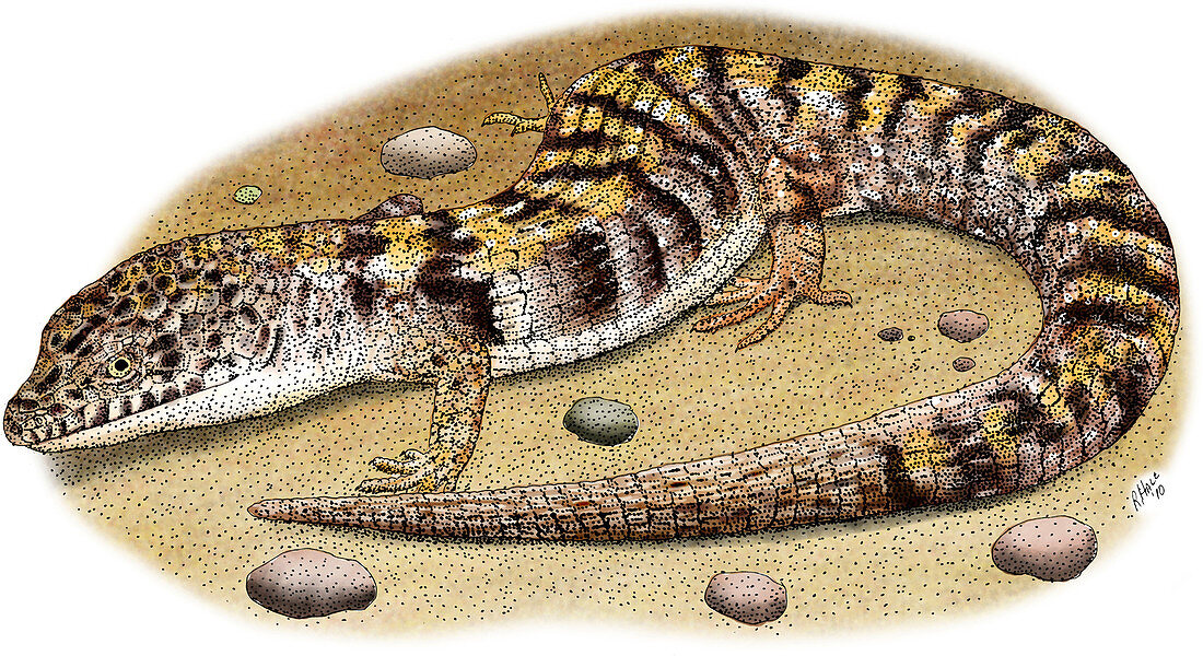 Southern Alligator Lizard,Illustration