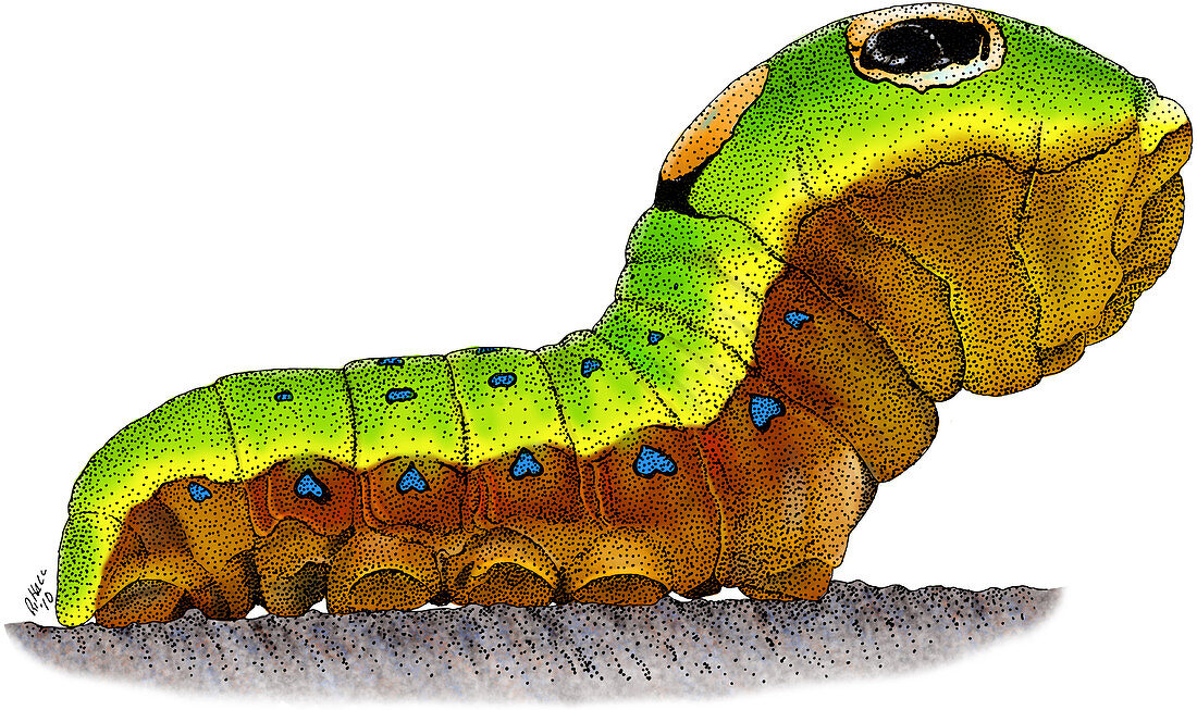 Caterpillar,Illustration