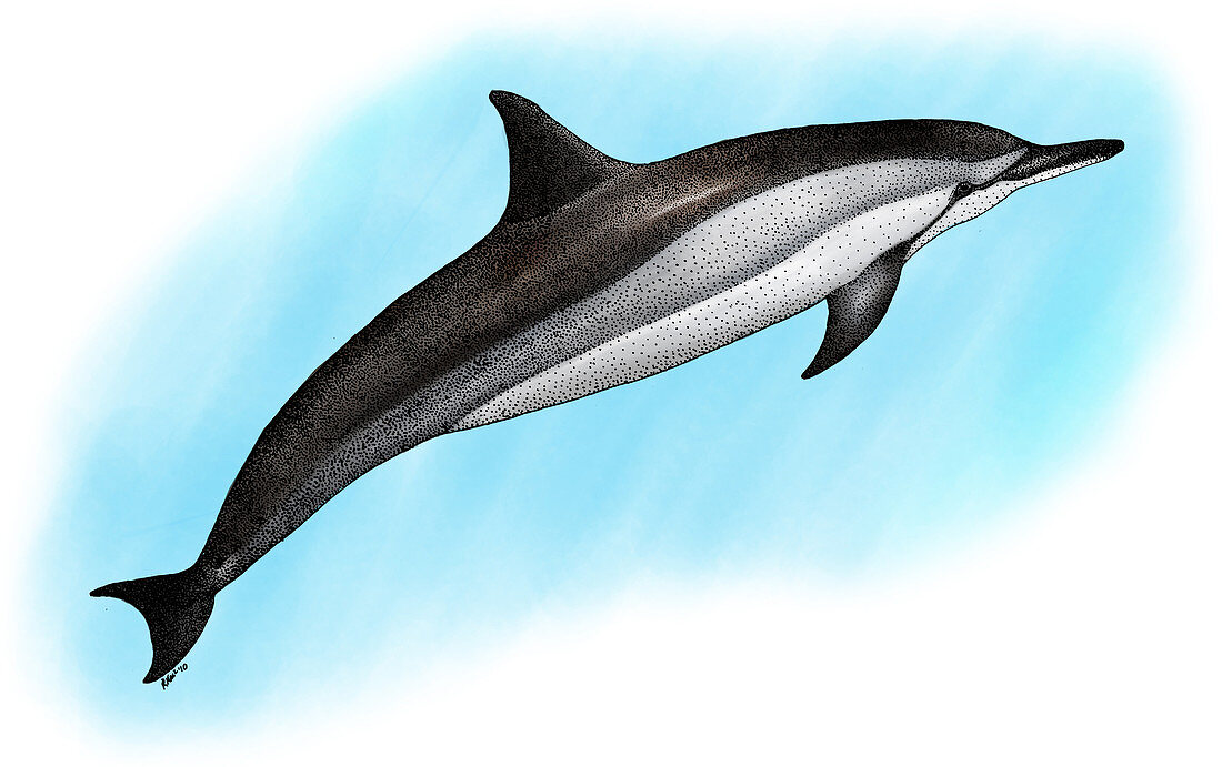 Spinner Dolphin,Illustration
