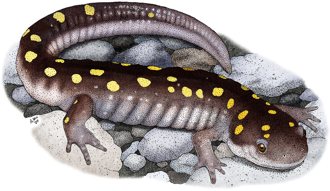 Spotted Salamander,Illustration