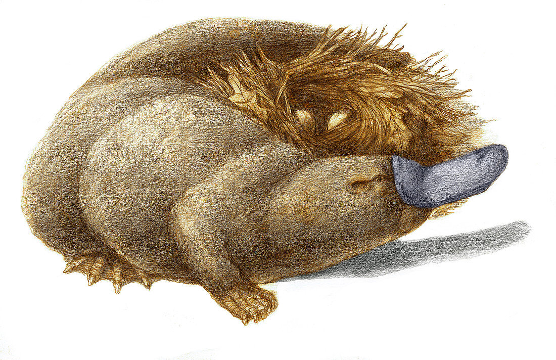 Duckbill Platypus,Illustration