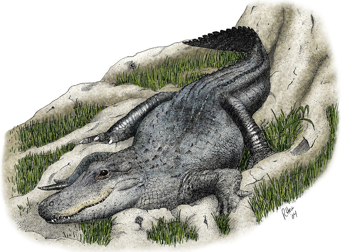 American Alligator,Illustration