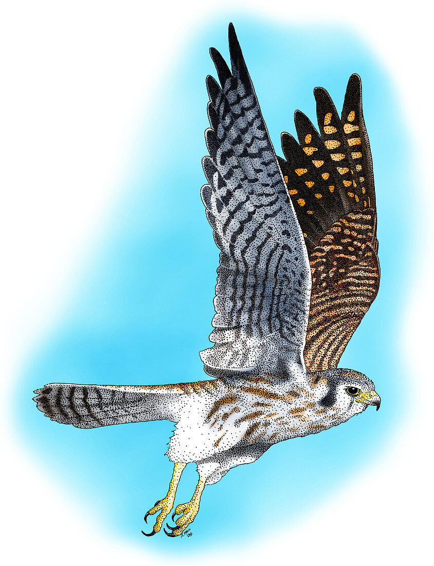 American Kestrel in flight,Illustration
