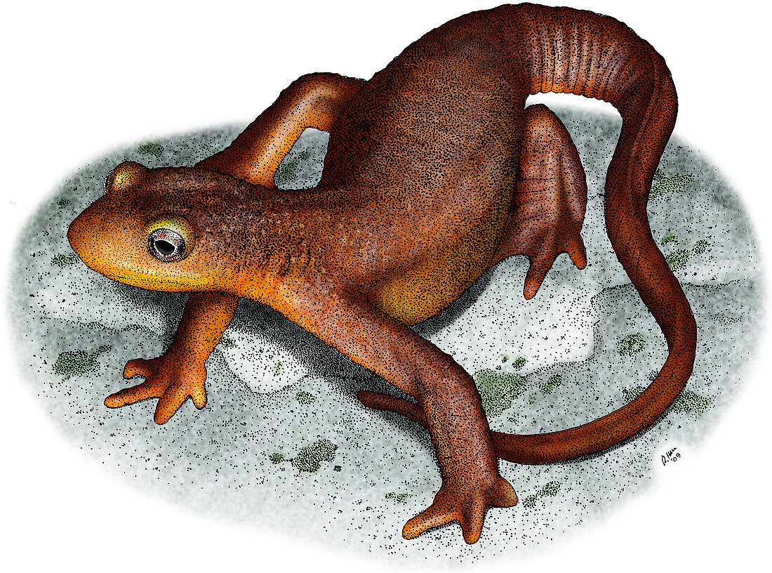 California Newt,Illustration