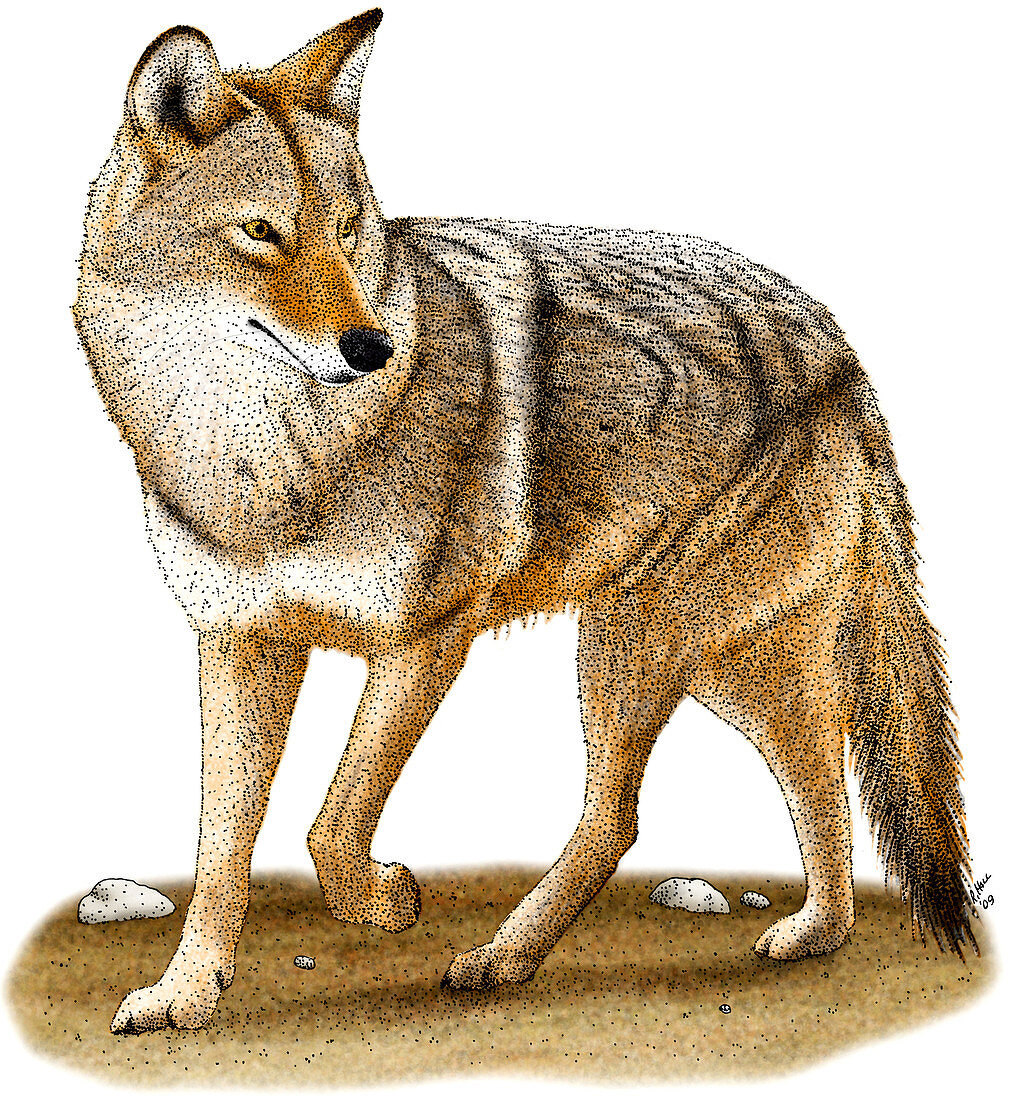 Coyote,Illustration
