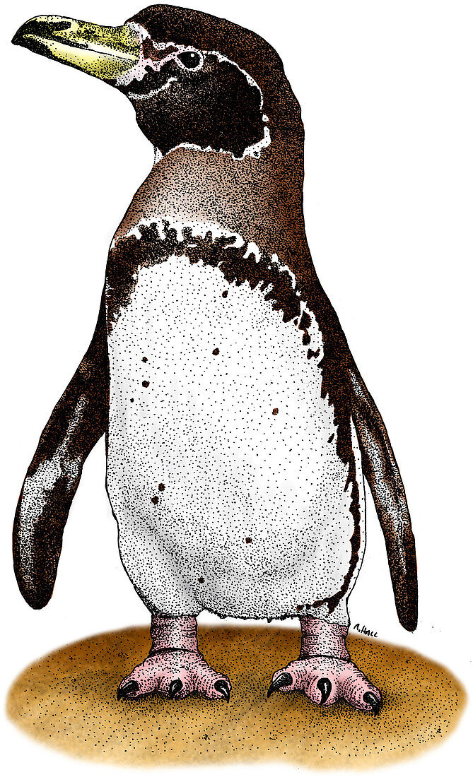 Magellanic Penguin,Illustration